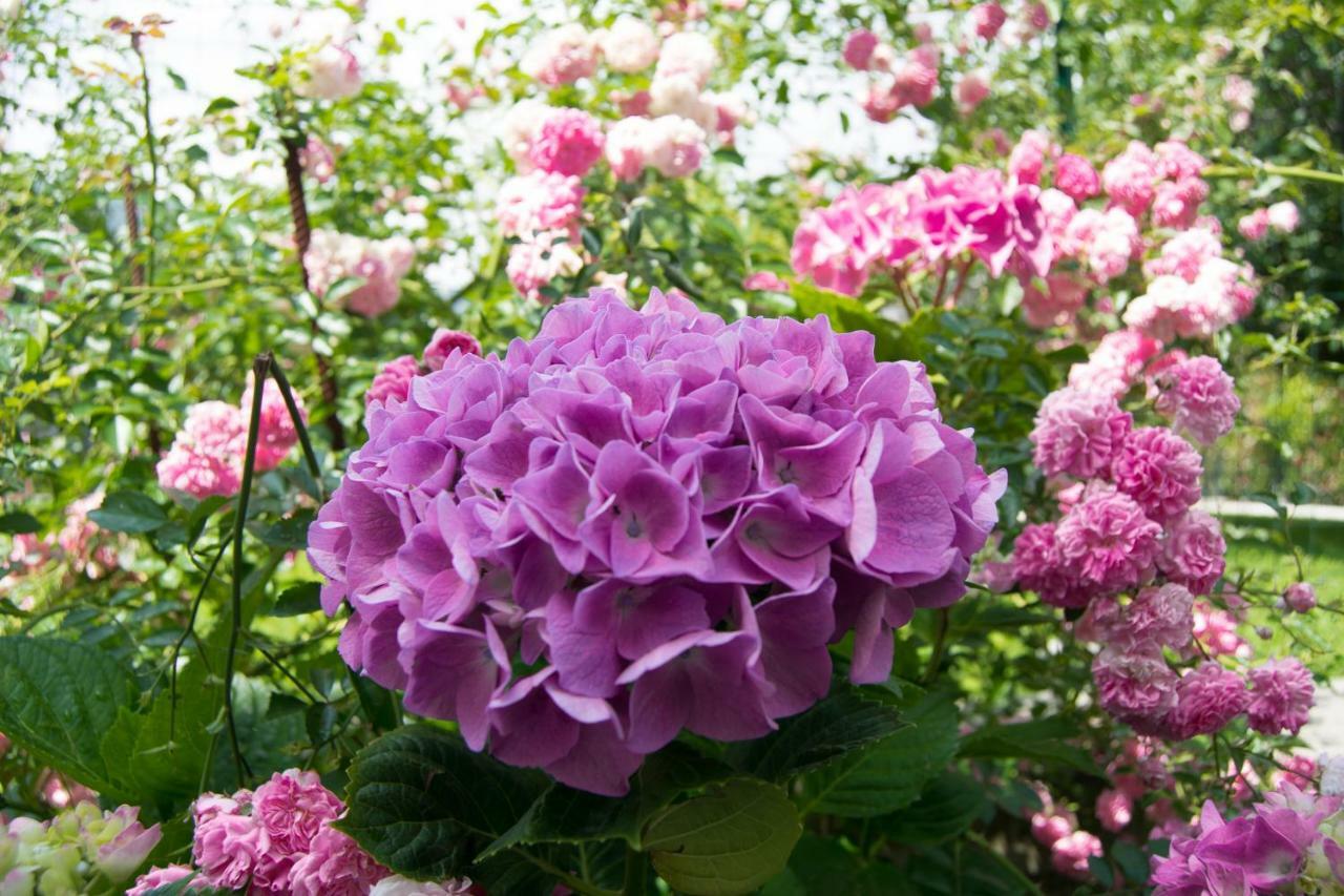 Giardino Delle Ortensie Cannobio Zewnętrze zdjęcie
